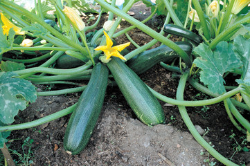Flowering and ripe fruits of zucchini in vegetable garden © Igor