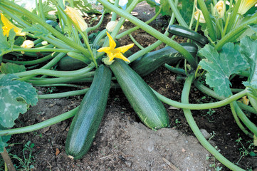 Flowering and ripe fruits of zucchini in vegetable garden