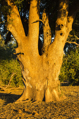 Baumstamm im warmen Abendlicht, Afrika, Botswana, Tuli Block