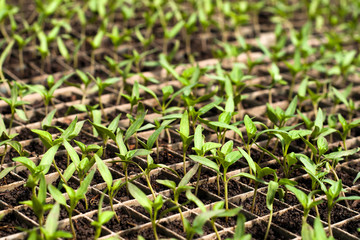 Organic farming, seedlings growing in greenhouse.