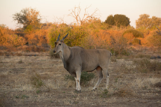 Elandantilope (Taurotragus oryx), Afrika, Botswana, Tuli Block
