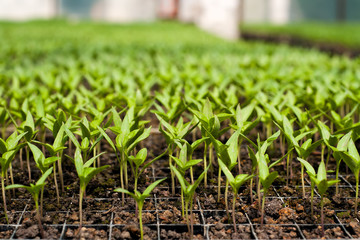 Organic farming, seedlings growing in greenhouse.
