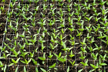 Organic farming, seedlings growing in greenhouse.