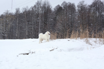 Fototapeta na wymiar samoyed walk in winter 