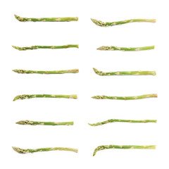 Single spear of asparagus isolated