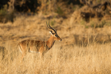Impala (Aepyceros melampus) , Afrika, Botswana, Tuli Block