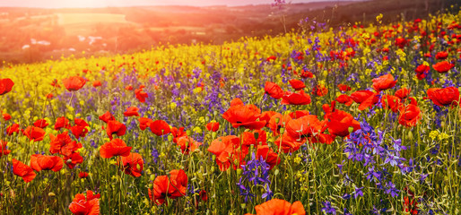 red and blue flowers close up, glowing in sunlight. colorful summer landscape. wonderful rural view. poppy flowers and many colored flowers in the field. creative image