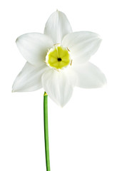  White and yellow color daffodil isolated on white background