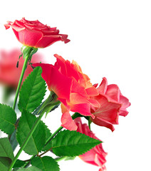 Fototapeta premium Beautiful Pink Rose Border over White