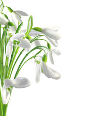 Spring snowdrops isolated on white
