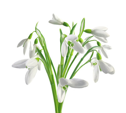 Spring Snowdrops Isolated On White