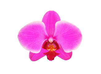 Naklejka na ściany i meble Beautiful flower Orchid, pink phalaenopsis close-up isolated on white background
