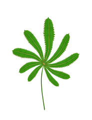 close up a cannabis leaf isolated on white background