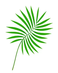 Rolgordijnen Monstera mooi groen palmblad dat op wit wordt geïsoleerd