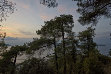 Fototapeta na wymiar Pine forest on a background of sea sunset