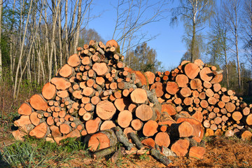stack firewood logs in forest