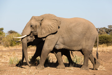 Afrikanische Elefant (Loxodonta africana), Afrika, Botswana, Tuli Block