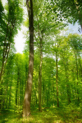 Buchenwald im Sonnenlicht