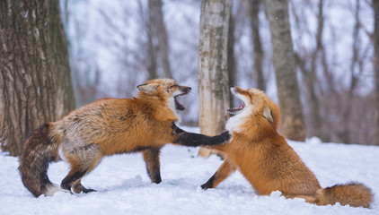 Two Foxes in the Woods Fighting in the Snow