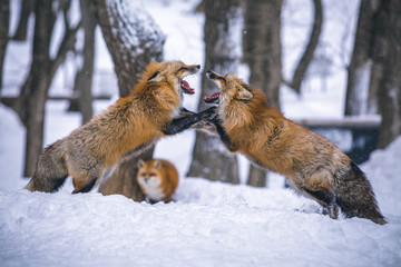 Two Foxes in the Woods Fighting in the Snow