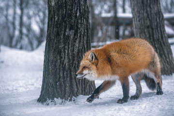 Red Fox Prowling Through the Snowy Forest