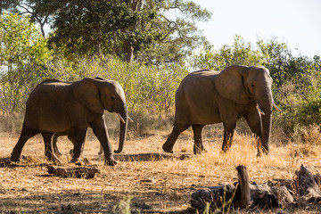 Fototapeta premium Afrikanische Elefant (Loxodonta africana), Afrika, Botswana, Tuli Block
