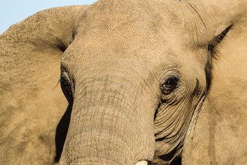 Afrikanische Elefant (Loxodonta africana), Afrika, Botswana, Tuli Block