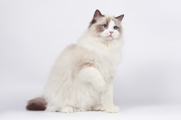 Beautiful white cat ragdoll with blue eyes on white background