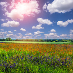 flowers field on a perfect blue sky background with clouds. rural landscape. nature background.  harvest concept. instagram toning effect