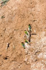 Bienenfresser, Weißstirnspint (Merops bullockoides), Afrika, Botswana, Tuli Block