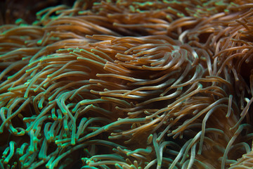 Fototapeta na wymiar Bubble-tip anemone (Entacmaea quadricolor).
