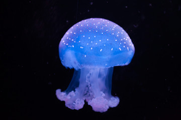 White-spotted jellyfish (Phyllorhiza punctata)