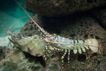 Caribbean spiny lobster (Panulirus argus)