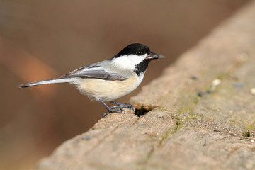 Fototapeta premium Black-capped Chickadee perched on wood rail in sun