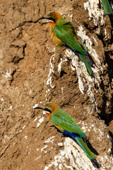 Bienenfresser, Weißstirnspint (Merops bullockoides), Afrika, Botswana, Tuli Block