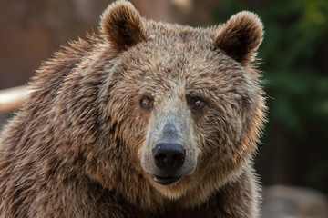 Eurasian brown bear (Ursus arctos arctos)