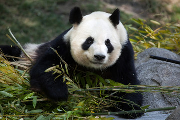 Fototapeta premium Giant panda (Ailuropoda melanoleuca).