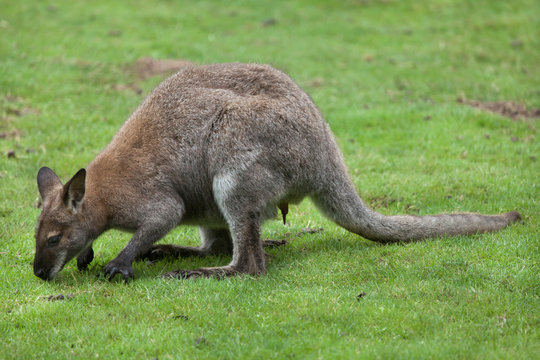 Red-necked wallaby (Macropus rufogriseus)