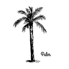Vector sketch illustration. Black silhouette of Palm isolated on white background. Tropical flora.