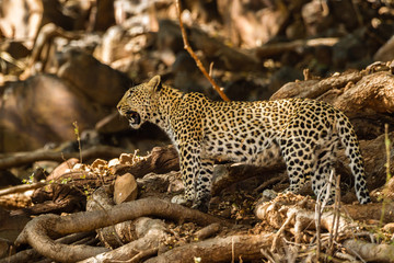 Naklejka na ściany i meble Leopard (Panthera pardus) im Fels, Afrika, Botswana, Tuli Block