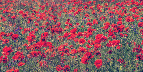 Fototapeta na wymiar poppy flowers on the green background on field in sunny day