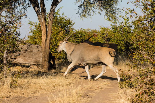 Elandantilope (Taurotragus oryx), Afrika, Botswana, Tuli Block