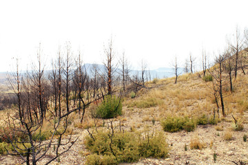 Paisaje  © MONS GUERRERO