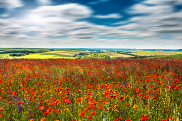 blue sky. in motions blur filter, over the field with poppy flowers  at sunny day.