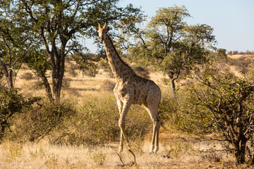 Giraffe (giraffa), Afrika, Botswana, Tuli Block