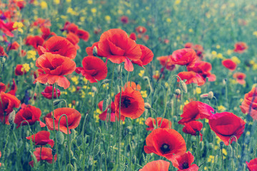 poppy flowers in the field close up.  on the spring meadow. creative image