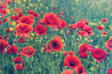 Obraz premium poppy flowers in the field close up. on the spring meadow. creative image