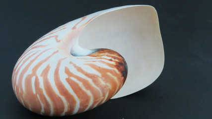 Sea Shell