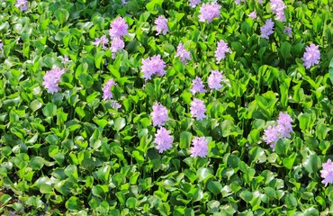 Water hyacinth flower in natural Beautiful