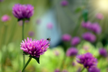 Obraz premium Chive herb flowers and sunlight on beautiful background